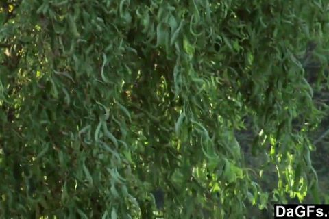 Заставила лизать