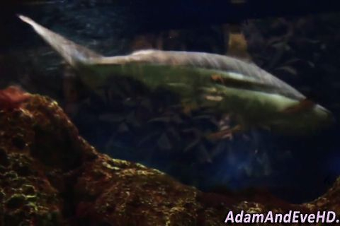 A quickie on the stairs