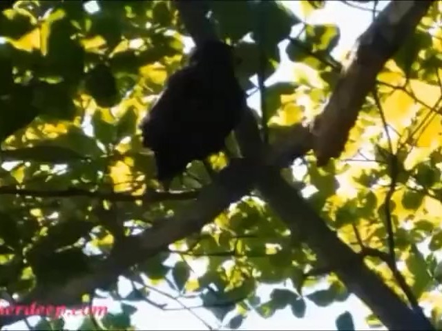 Teen beauty licked by her hot friend before sharing a big cock